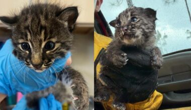 Firefighter rescues bobcat kitten from ashes of Charlotte County brush fire | Charlotte County