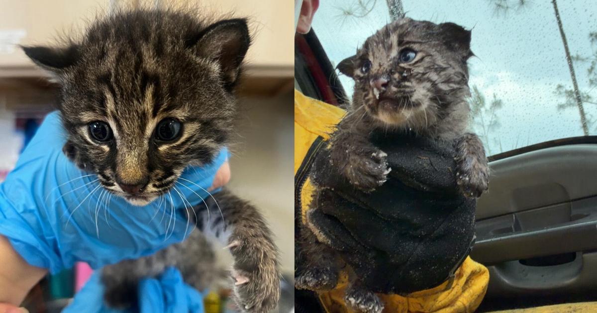 Firefighter rescues bobcat kitten from ashes of Charlotte County brush fire | Charlotte County