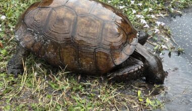 Step into summer with St. Lucie County’s guided hikes | St. Lucie County