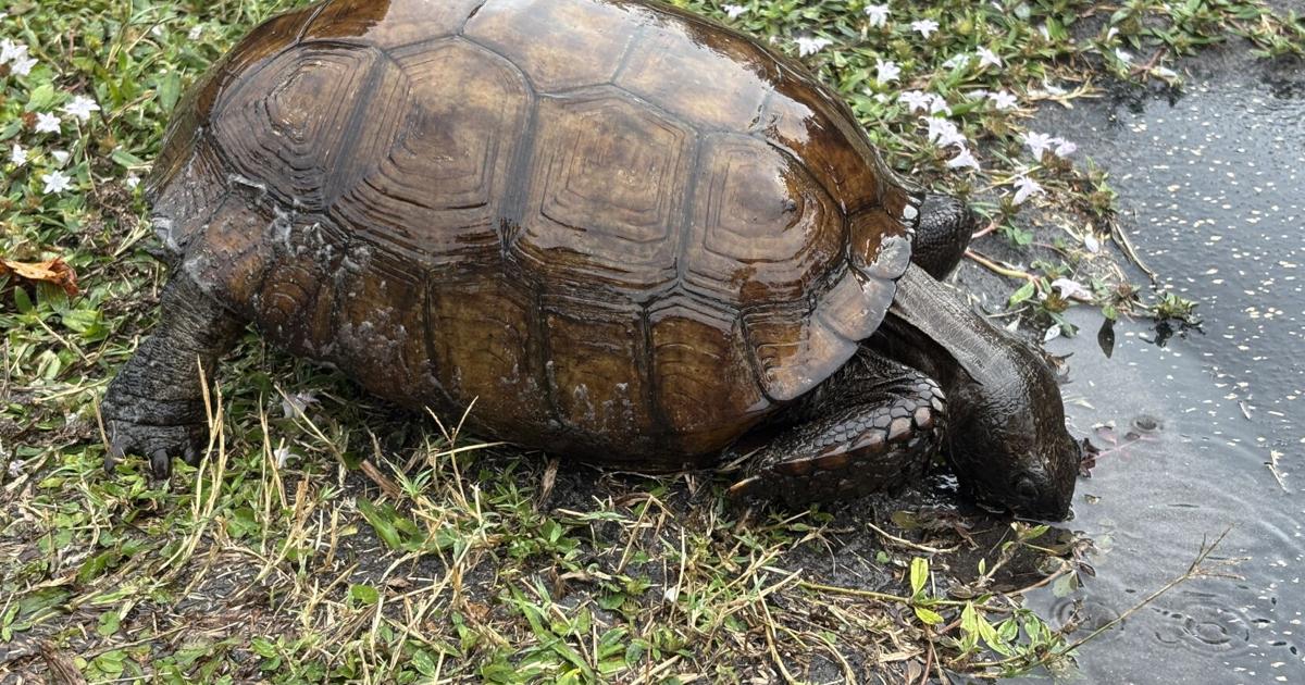 Step into summer with St. Lucie County’s guided hikes | St. Lucie County