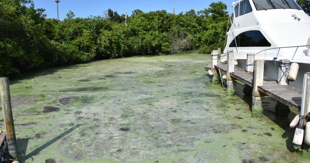 Countywide summer fertilizer ban begins June 1 | St. Lucie County