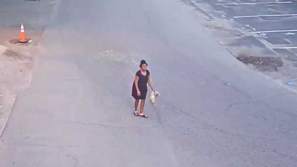 Disturbing video shows Florida woman throwing and kicking a dog