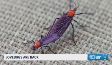 Lovebugs are back in force across Tampa Bay — and they’re tough on cars
