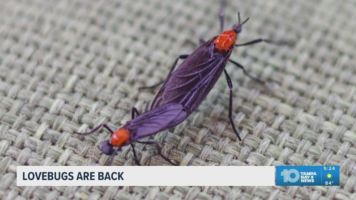 Lovebugs are back in force across Tampa Bay — and they’re tough on cars