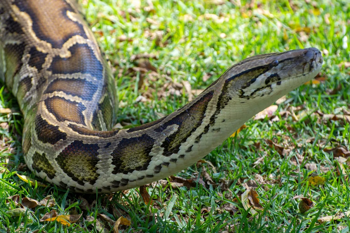 Even after 23,000 removals, Florida scientists are tracking Everglades pythons to find where they strike next