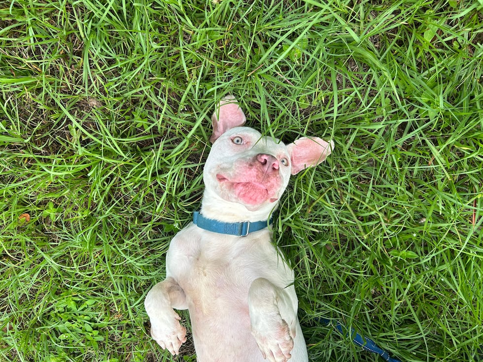 Tammie is a sweet girl who loves to roll around in the grass!