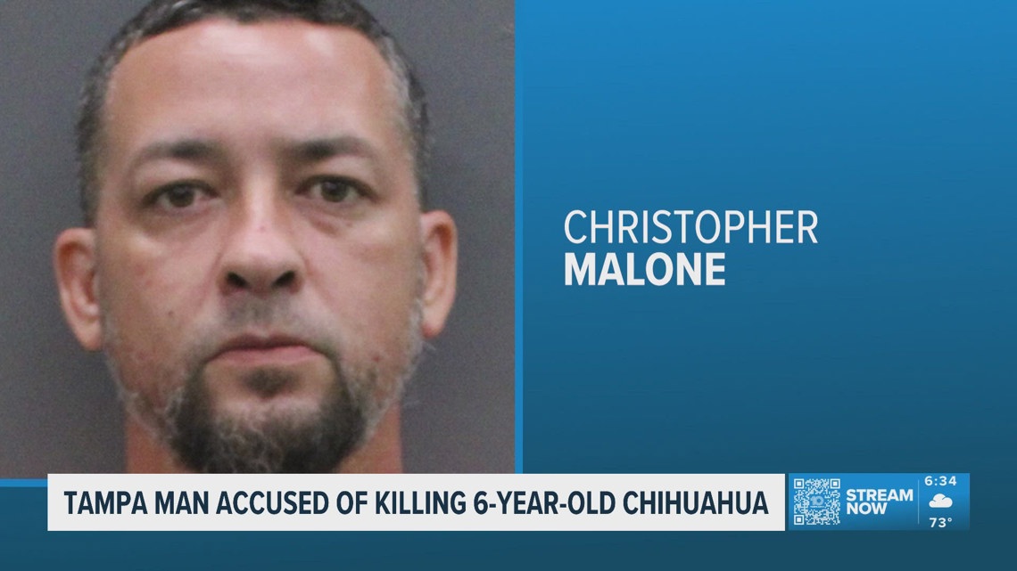 Tampa man accused of killing a 6-year-old Chihuahua