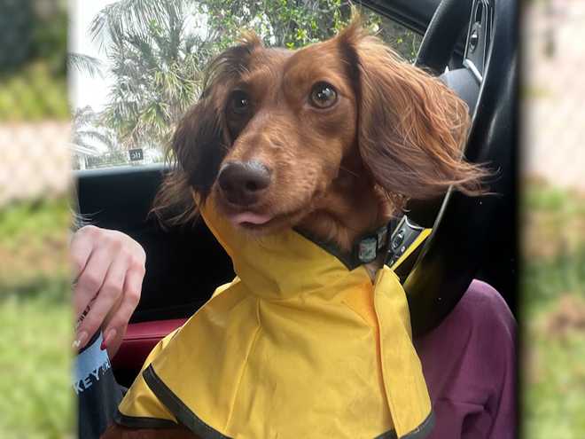 florida woman warns pet owners after dog dies following contact with toxic toad