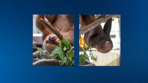 Central Florida Zoo’s Dolce and Chewie recovering from ICU