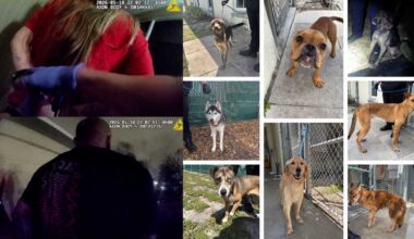 BODYCAM: Florida couple accused of starving dogs