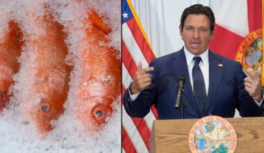 Florida secures massive expansion of red snapper season on the Atlantic Coast