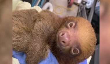 Florida officials launch criminal investigation into death of 31 sloths at now-closed "Sloth World"