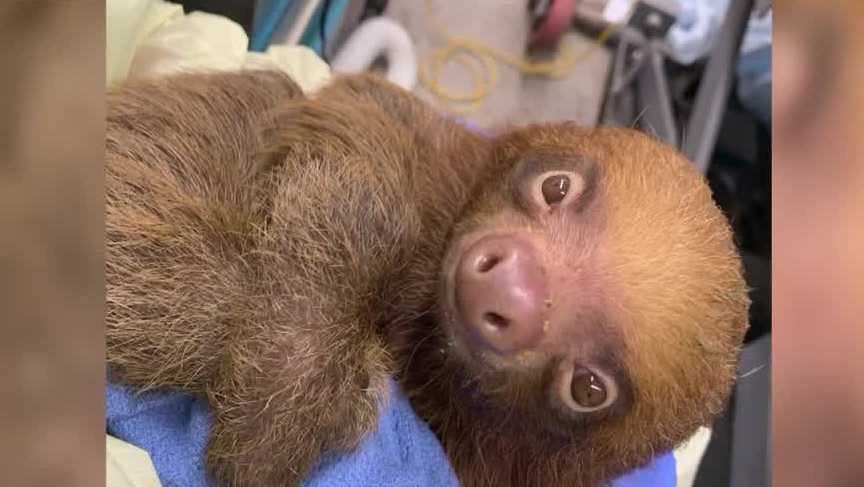 Florida officials launch criminal investigation into death of 31 sloths at now-closed "Sloth World"