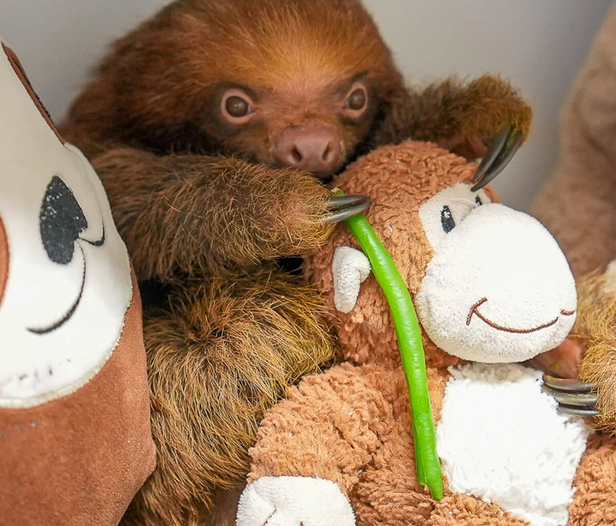 Mr. Ginger, youngest sloth treated by Central Florida Zoo, dies, adds to Sloth World death toll