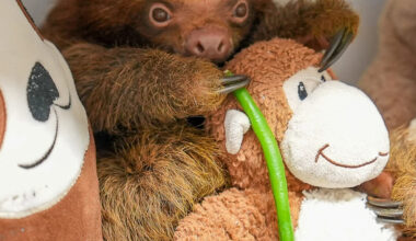 Mr. Ginger, youngest sloth treated by Central Florida Zoo, dies, adds to Sloth World death toll