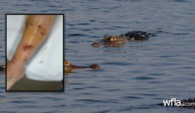 Florida officials continue search for alligator that attacked woman in Inverness