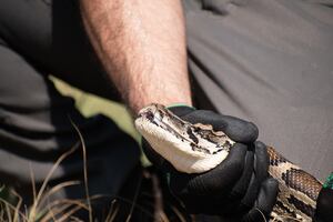 Florida Python Challenge 2026 dates to be announced May 19
