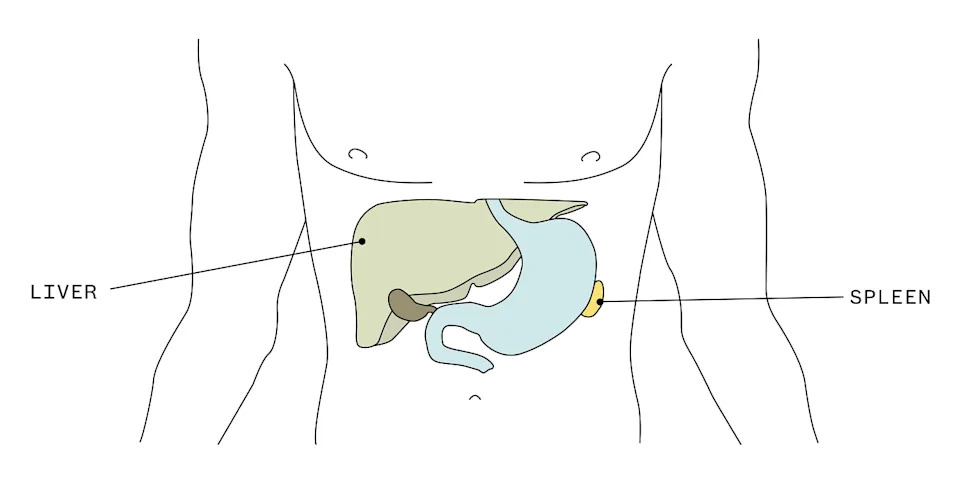 The liver, the body's largest internal organ, and the spleen are both under the rib cage. (Anuj Shrestha for NBC News; Leila Register )