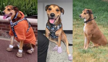Military veteran from Iowa lost service dog after she was hit by truck in Jacksonville. He needs your help to find her
