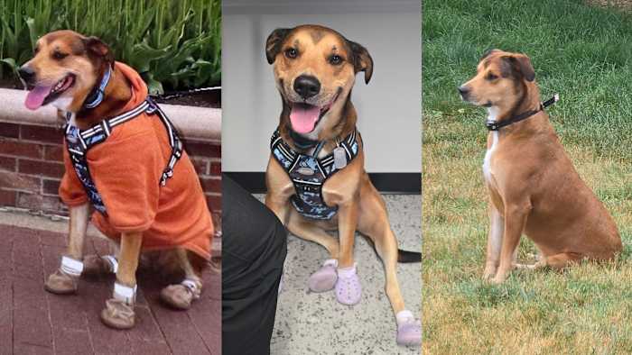 Military veteran from Iowa lost service dog after she was hit by truck in Jacksonville. He needs your help to find her