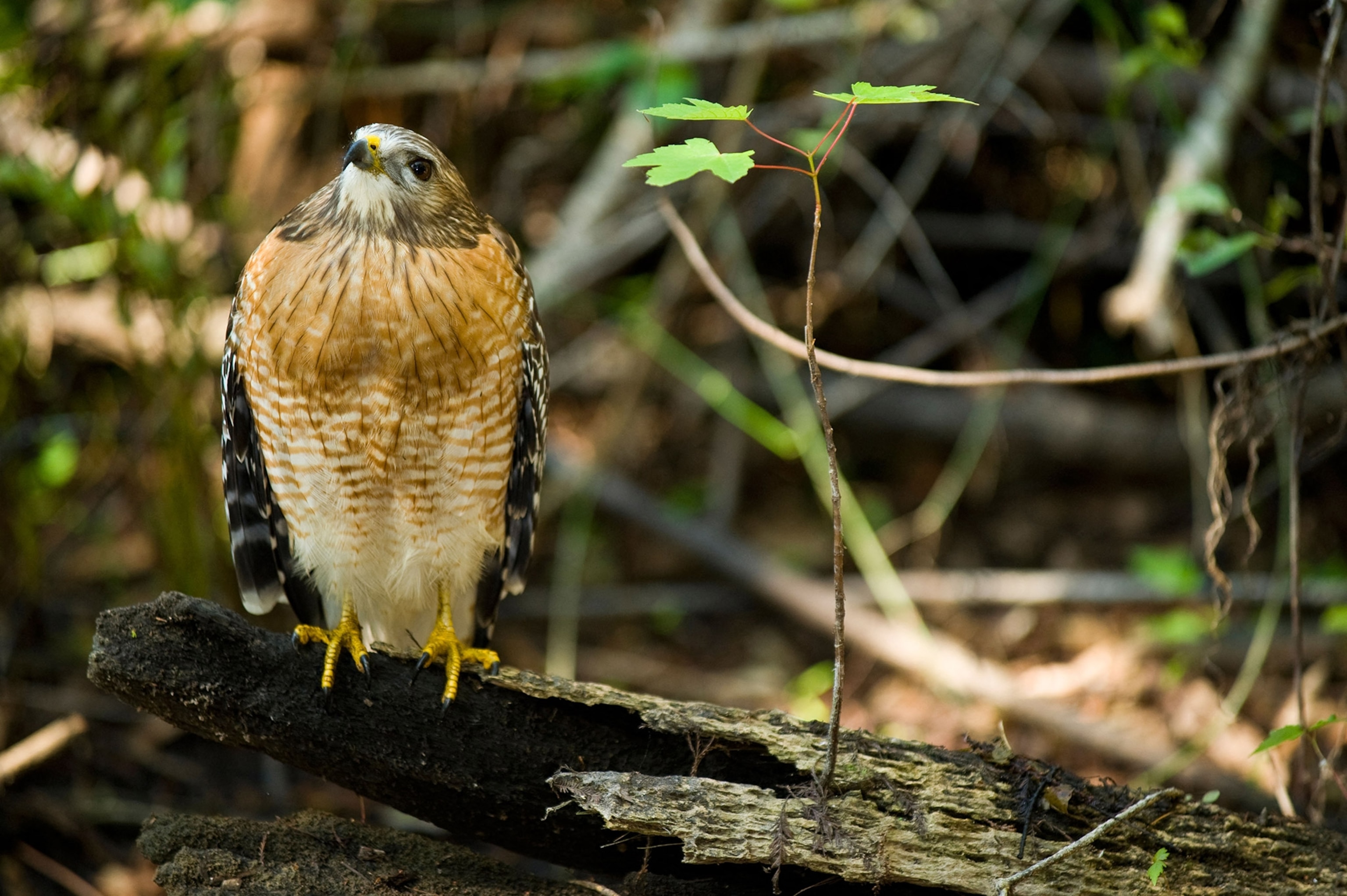 A small hawk with red breast perches on a log with reeds, twigs, and leaves around