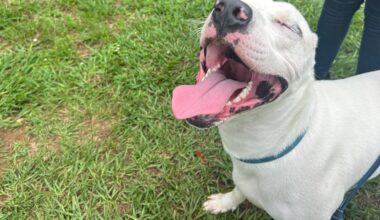 Furry Friday: Enjoy the longer days with these friendly goofballs