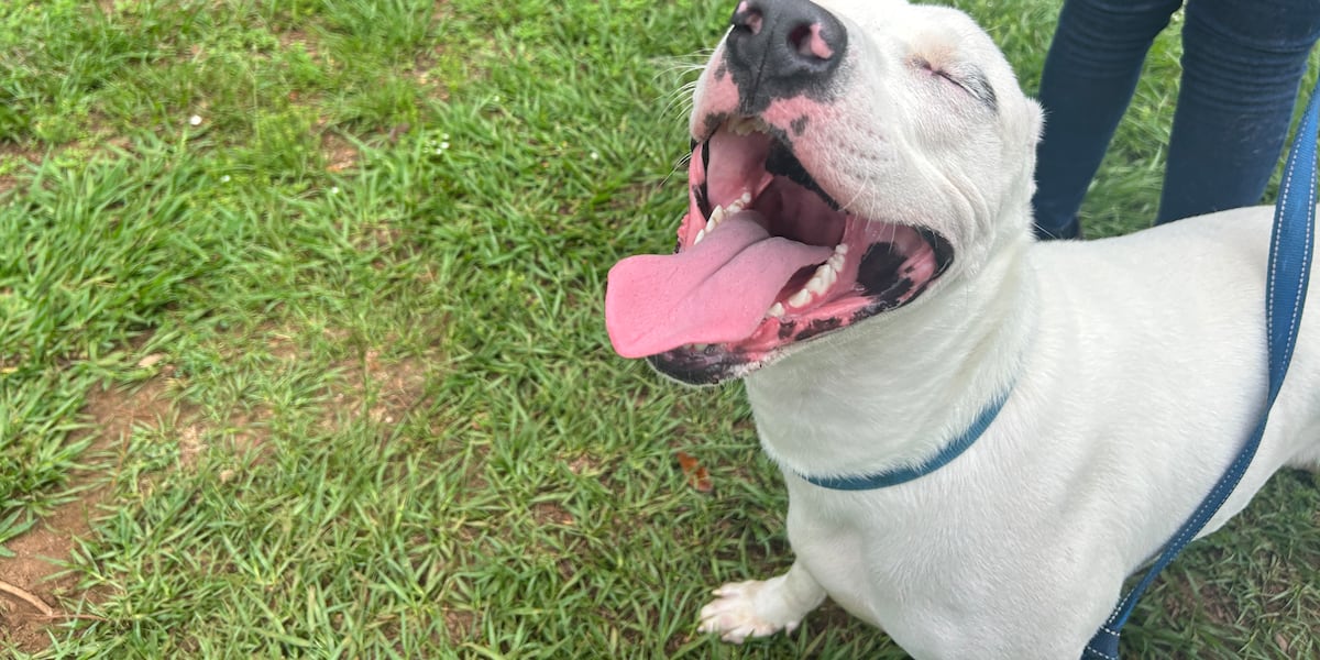 Furry Friday: Enjoy the longer days with these friendly goofballs