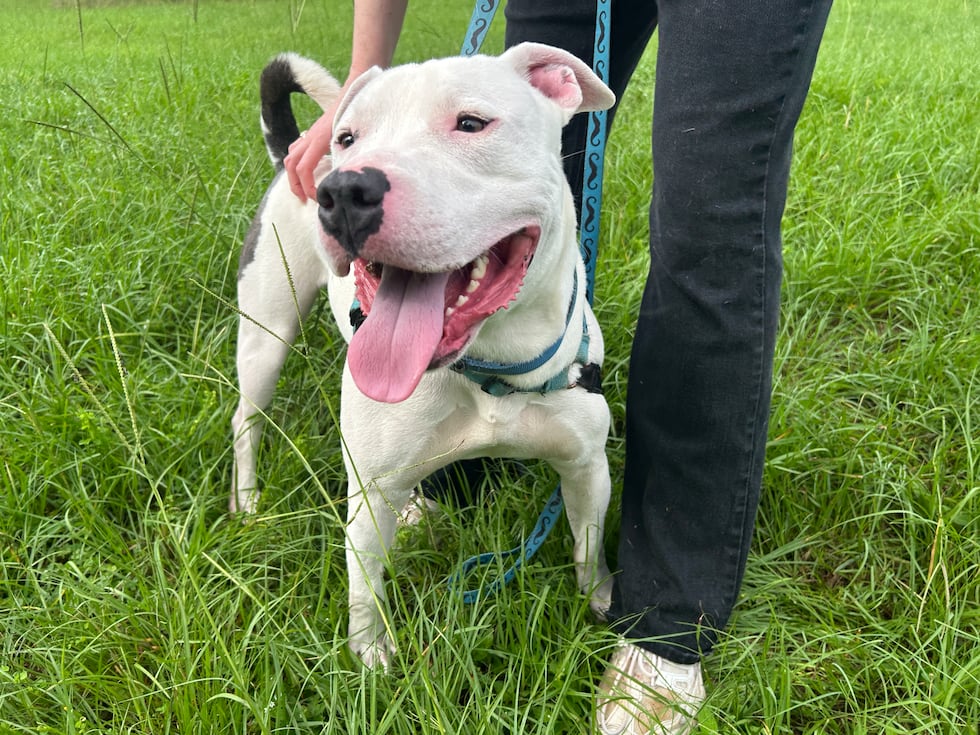 Tobias is a goofy boy who loves to play around!