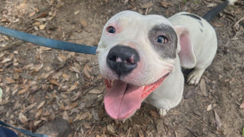 Velvet goes through life with a pep in her step, a smile on her face, and a serious wag in her...