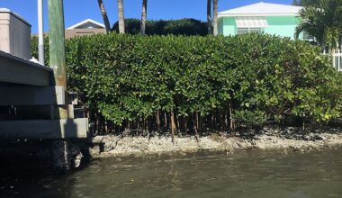 St. Pete Beach explores living seawalls in flood-prone area