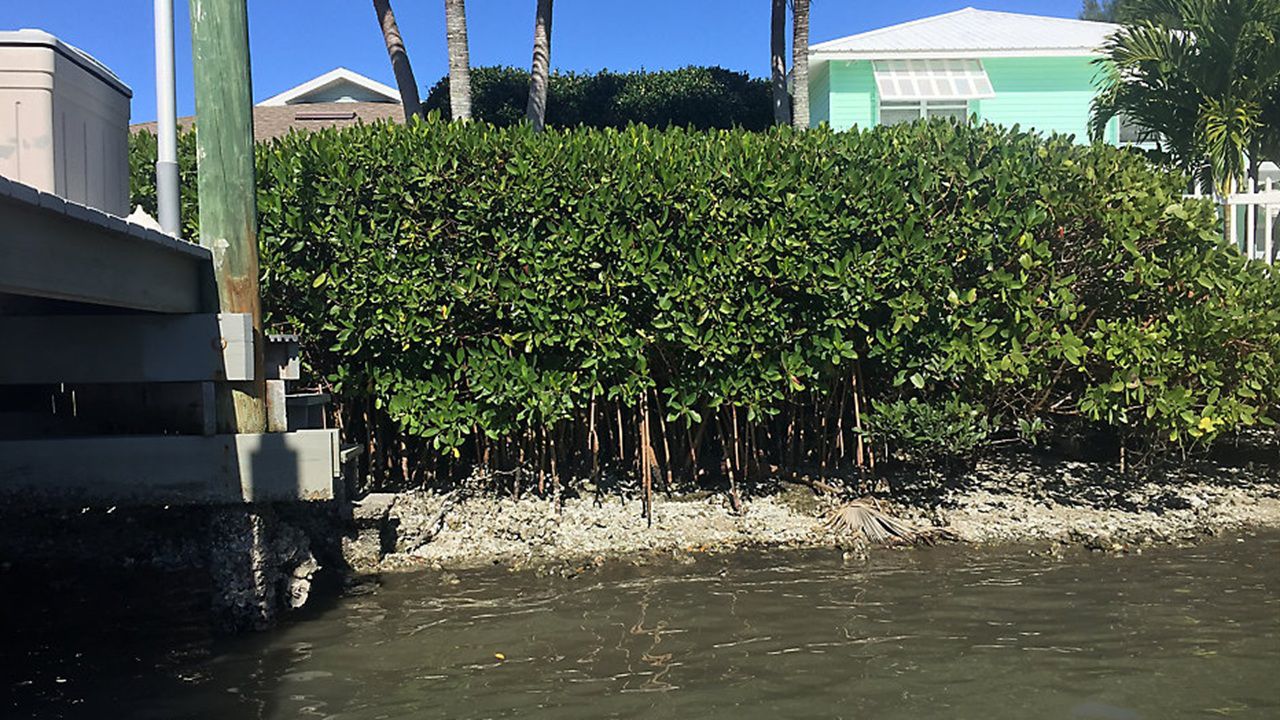 St. Pete Beach explores living seawalls in flood-prone area