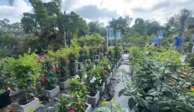 How Tampa Bay's dry spell is affecting local plant shops