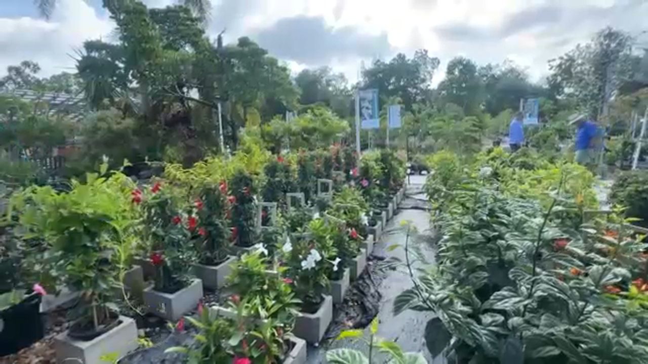 How Tampa Bay's dry spell is affecting local plant shops