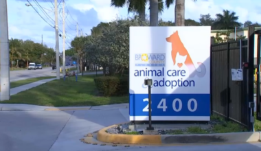 Broward Animal Care shelter says its facing overcapacity – NBC 6 South Florida