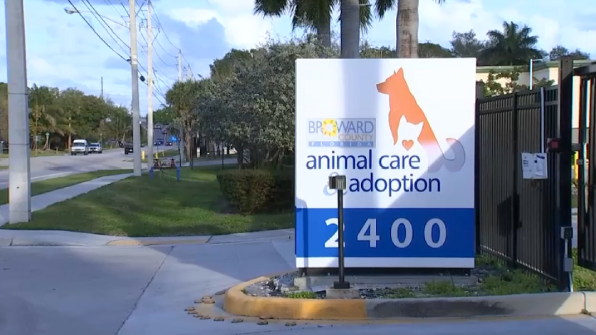 Broward Animal Care shelter says its facing overcapacity – NBC 6 South Florida