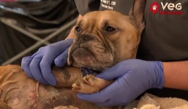 Bulldog recovering in Fort Lauderdale animal hospital after found neglected – NBC 6 South Florida