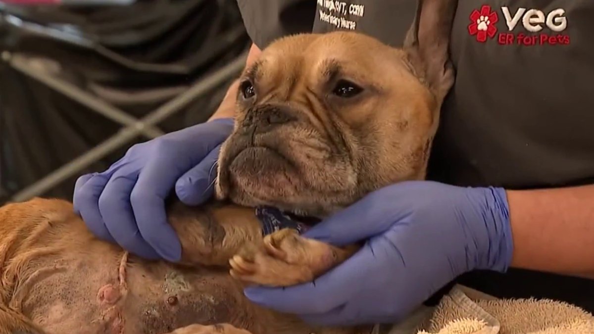 Bulldog recovering in Fort Lauderdale animal hospital after found neglected – NBC 6 South Florida