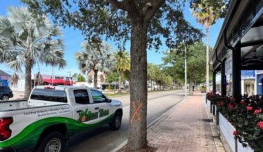 Tree removal under way along Cape Coral Parkway
