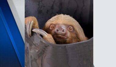 3rd sloth dies at Central Florida Zoo following Sloth World rescue