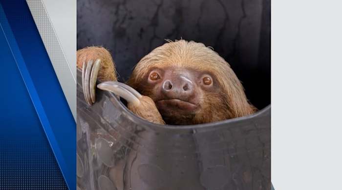 3rd sloth dies at Central Florida Zoo following Sloth World rescue