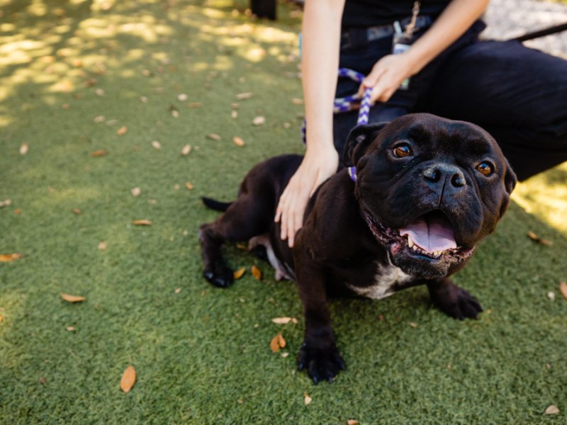 Adoptable pup Chevy is a ‘big mush’ and a ‘Velcro dog’
