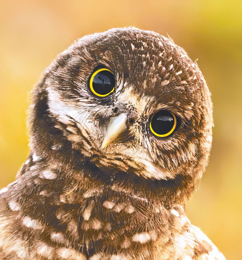 Burrowing Owl Photo Contest | Give it your best shot | News, Sports, Jobs