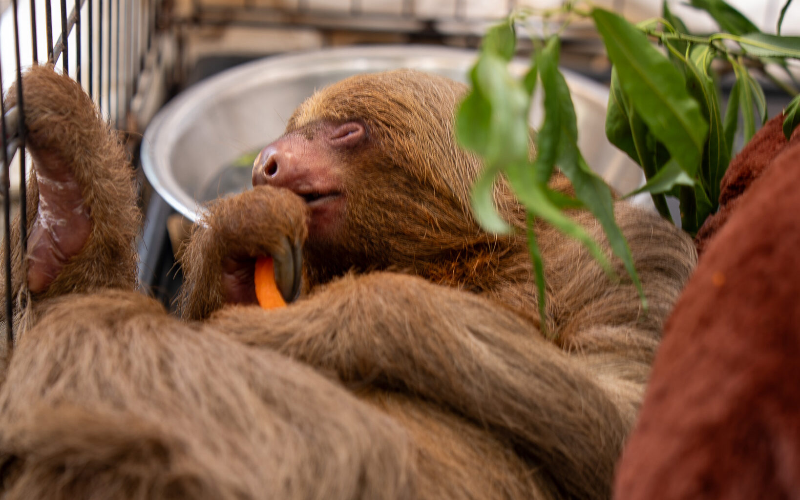 Florida Opens Criminal Probe Into Sloth World After Dozens of Animal Deaths