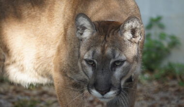Loper, the Florida Panther recovering at ZooTampa after vehicle accident. Courtesy of ZooTampa, photo by Vanessa Lyons.