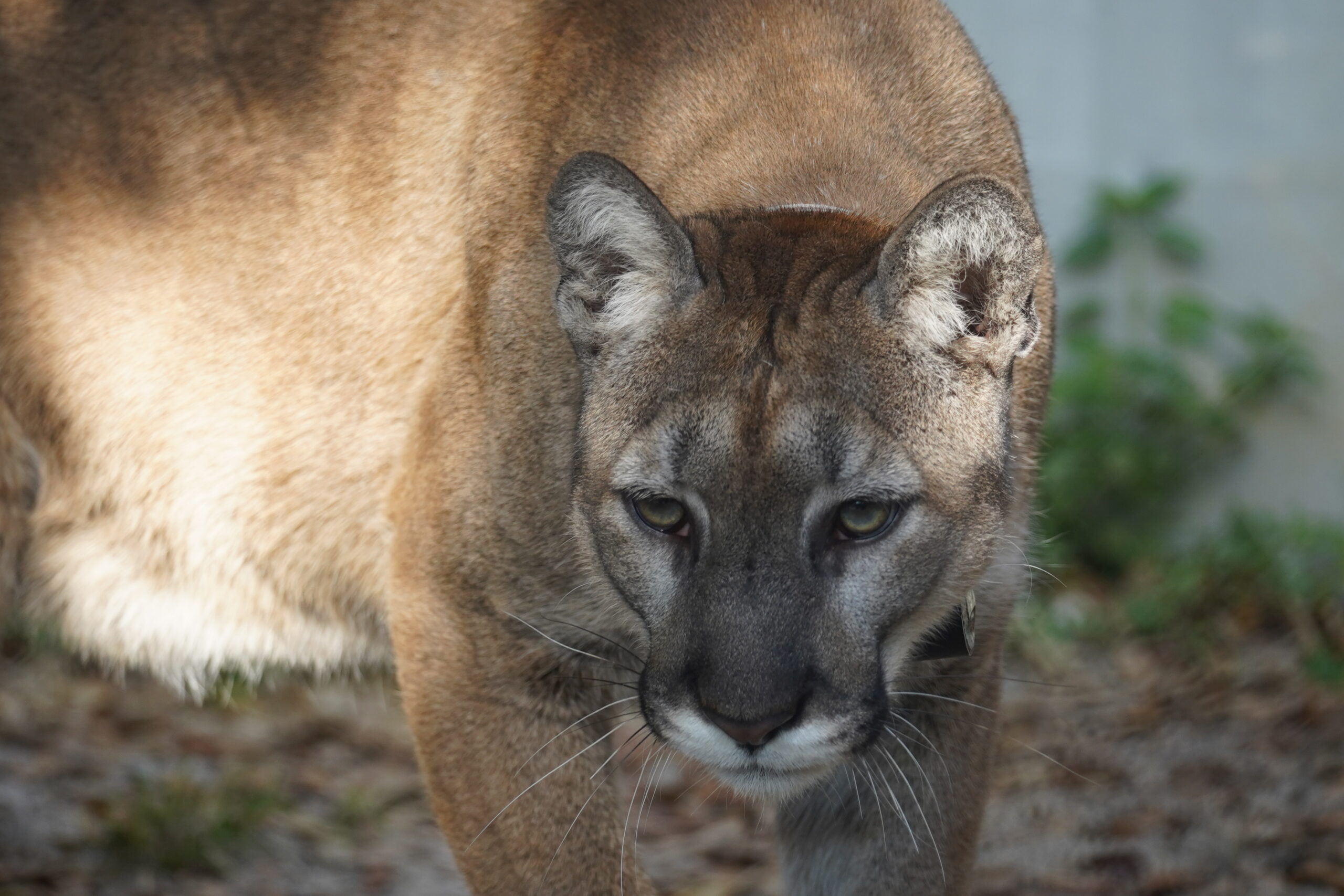 Loper, the Florida Panther recovering at ZooTampa after vehicle accident. Courtesy of ZooTampa, photo by Vanessa Lyons.