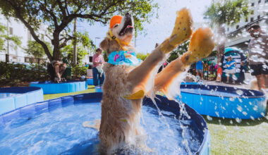 See photos of the 277 Miami pups that made world history for the largest dog pool party