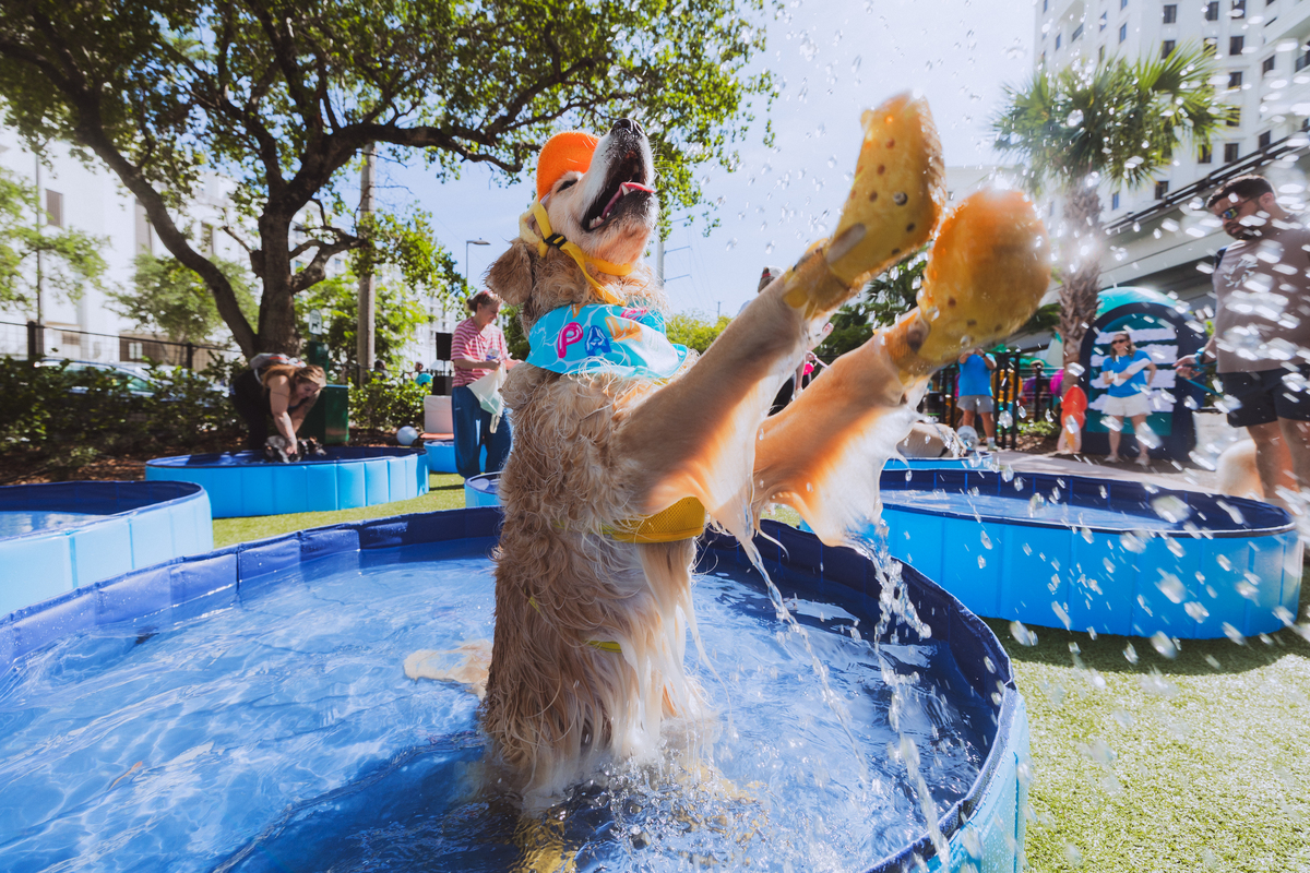 See photos of the 277 Miami pups that made world history for the largest dog pool party