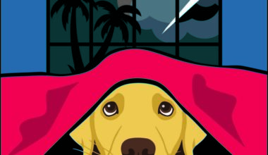 ‘Calm Before Storm’ | Offers info on veterinary clinical study for dogs suffering from thunderstorm aversion | News, Sports, Jobs