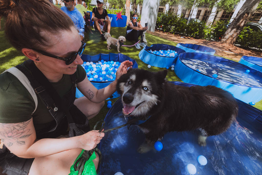Dog in Pool with Pet Parent