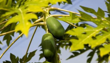 Want to grow papaya trees in your backyard? UF offers step-by-step guide to growing success